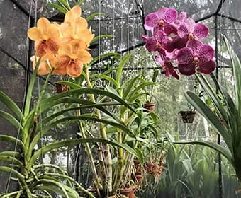 Orchid 1