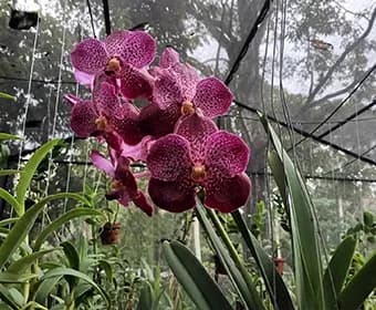 Orchid 2