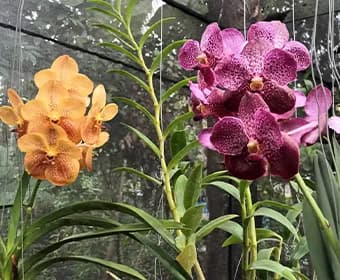 Orchid 3