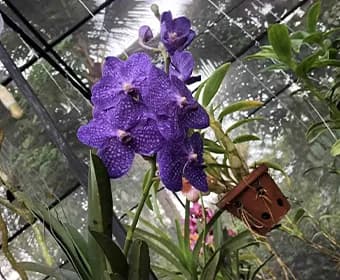 Orchid 5