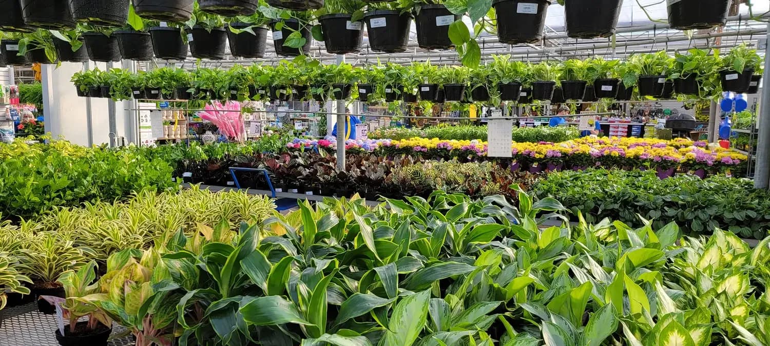 Plant Nursery