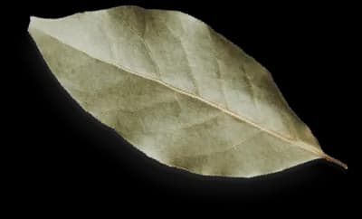 Leaf 1