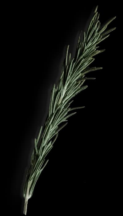 Leaf 2