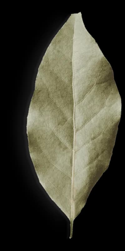Leaf 3